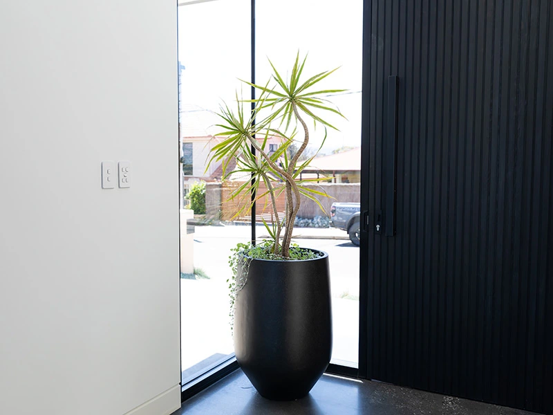 Plant facing a well-lit window